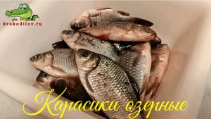 Карасики озерные.