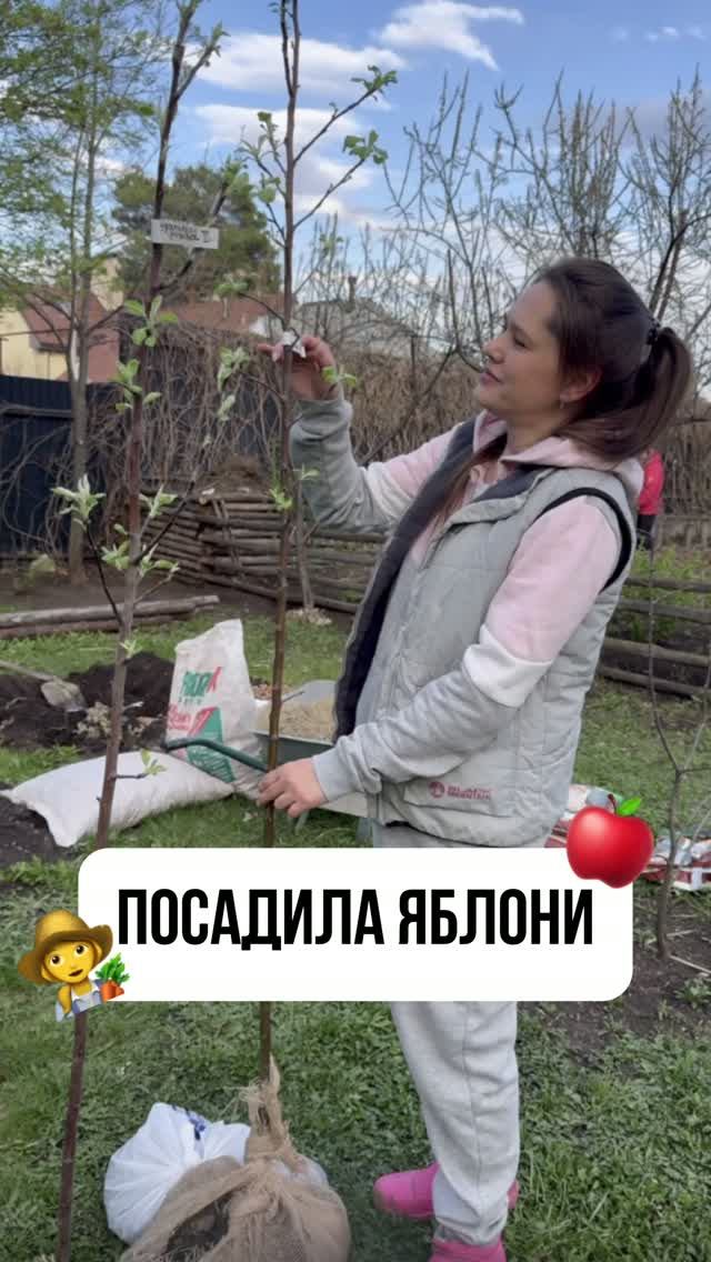 ПОСАДИЛА ЯБЛОНИ ПЕРЕДЕЛКА