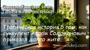 Глава 1. Трагическая история о том, как суккулент Абрам Соломонович приказал долго жить