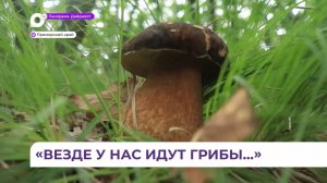 Приморские грибники вышли на «тихую охоту» за лесным урожаем