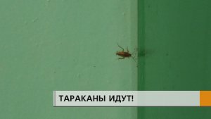 Насекомые захватывают подъезды: увидеть тараканов можно на лестнице на площадках всех этажей — везде