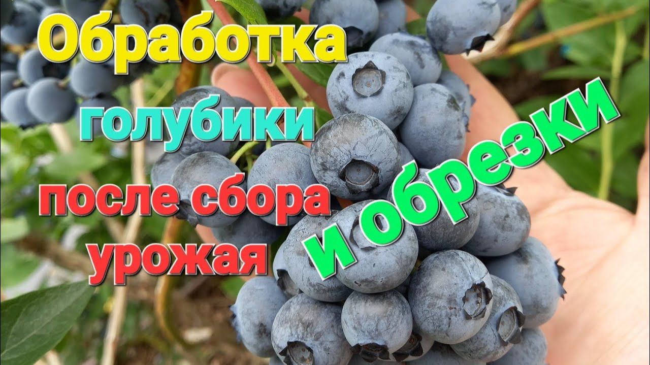 Чем обработать голубику ПОСЛЕ СБОРА УРОЖАЯ и обрезки? 🫐