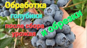 Чем обработать голубику ПОСЛЕ СБОРА УРОЖАЯ и обрезки? 🫐