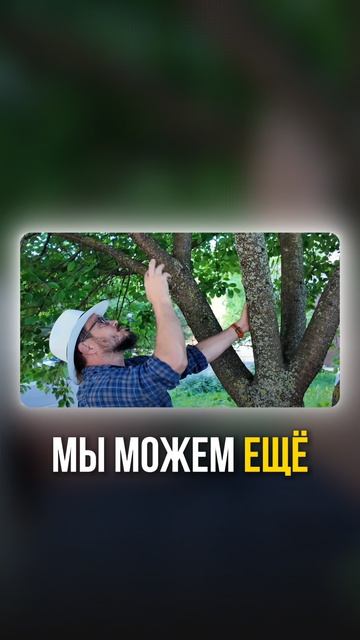 Как обрезать вишню?