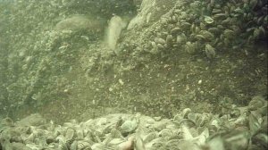 1000025512.mp4Волга гл.5м.14.08.2026г.