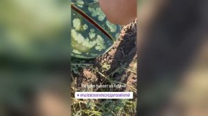 Арбузы гниют на полях Кубани