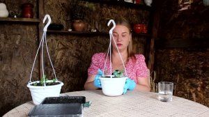 Сеем дихондру: как это сделать дома и почему я сею её в августе?