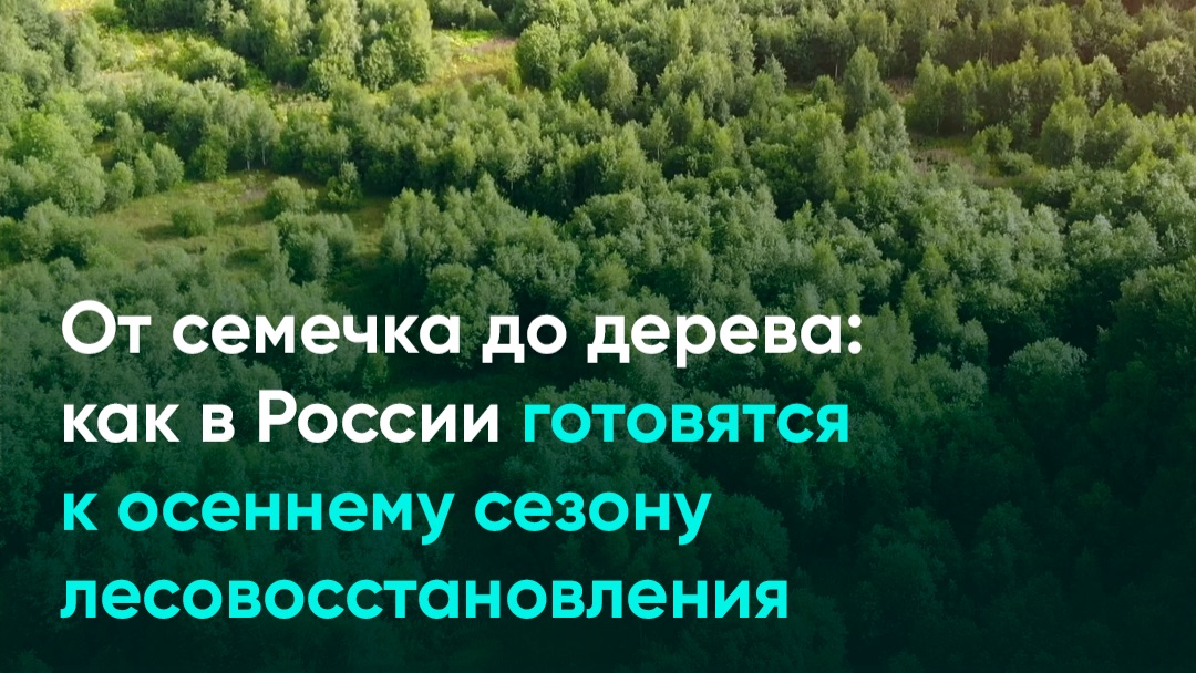 От семечка до дерева: как в России готовятся к осеннему сезону лесовосстановления
