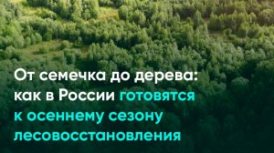 От семечка до дерева: как в России готовятся к осеннему сезону лесовосстановления