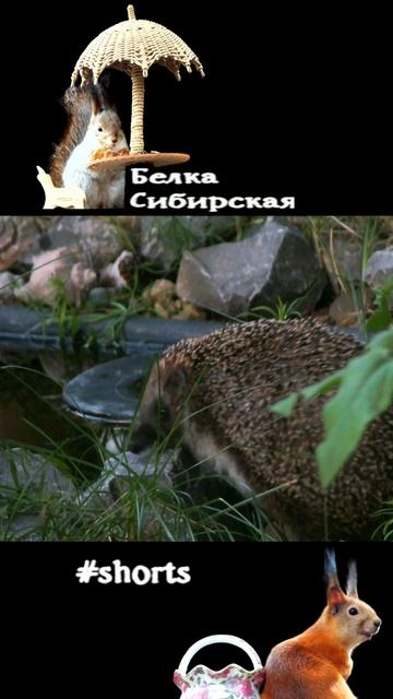 Еж пришел попить из пруда