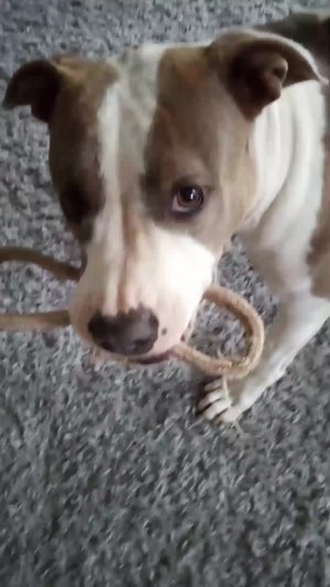 Как мы играем с собакой