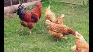 20 куриных привычек, от которых дёргается глаз у каждого птицевода