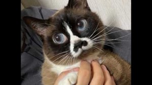 Новые смешные видео с кошками и котятами! Поднимите себе настроение!