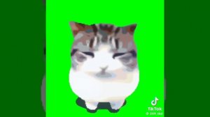 футаж кота из того видео