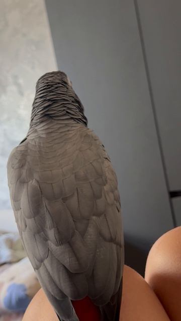 Попугай Жако Ася