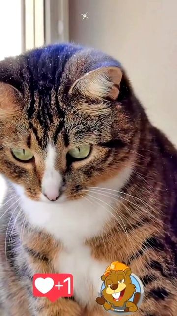 Ты заглянул — и этого уже достаточно. Хвостик чувствует твоё тепло 💖🐾😊