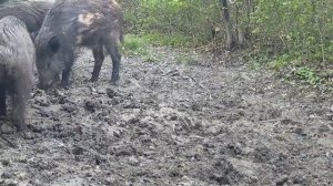 Видео фото ловушки кабанчики