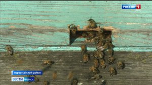Вести-Томск, выпуск от 13.08.2026 21:10
