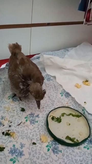 Гришка голубь))) Наши рабочие будни