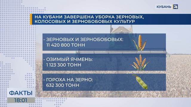 На Кубани завершили жатву: собрано 11,4 млн тонн пшеницы, ячменя и гороха