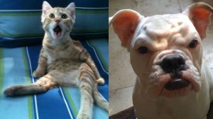 СМЕШНО ДО СЛЕЗ 😹😍 СМЕШНЫЕ КОТЫ, ЛУЧШИЕ ПРИКОЛЫ С КОТАМИ, КОШКИ, ЖИВОТНЫЕ 🥰