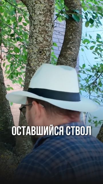 Как обрезать вишню?