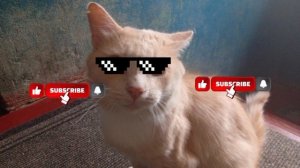 КЛИП БАРСИК ДЛЯ 30 ПОДПИСЧИКОВ ДАВАЙТЕ ДОБЪЕМ 30 ПОДПИСЧИКОВ ПОЖАЛУЙСТА!