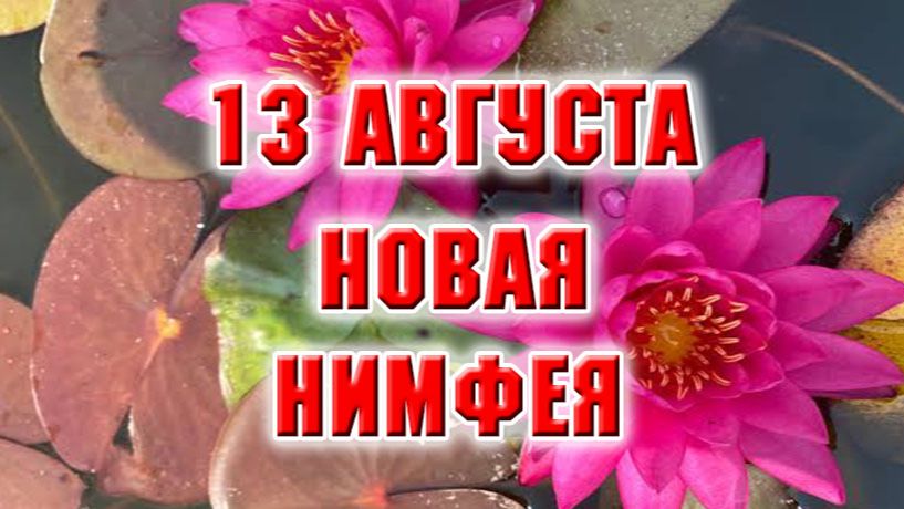 13 августа. Распаковка и посадка новой нимфеи