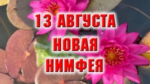 13 августа. Распаковка и посадка новой нимфеи