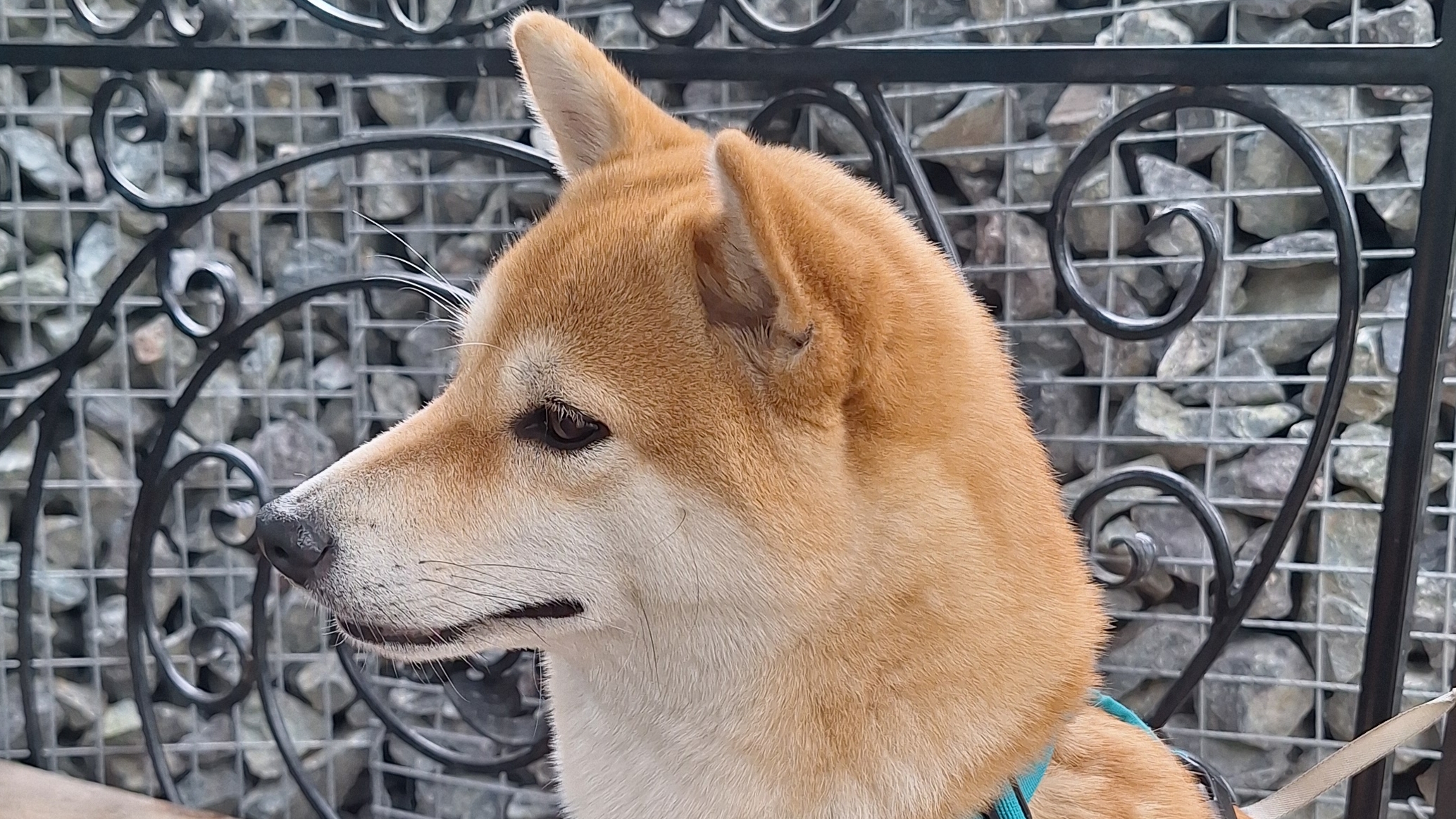 Важно остановиться🐕