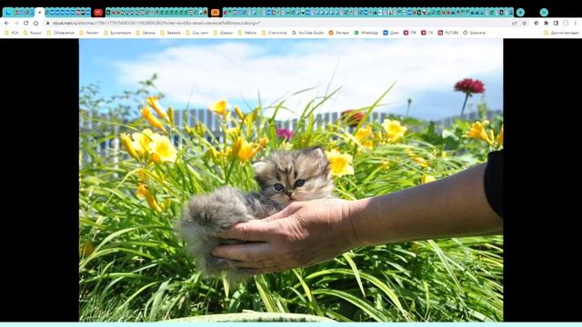 Котята питомника кошек  КИНГ ПЕРС