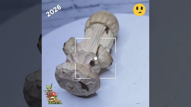 Грибы в процессе