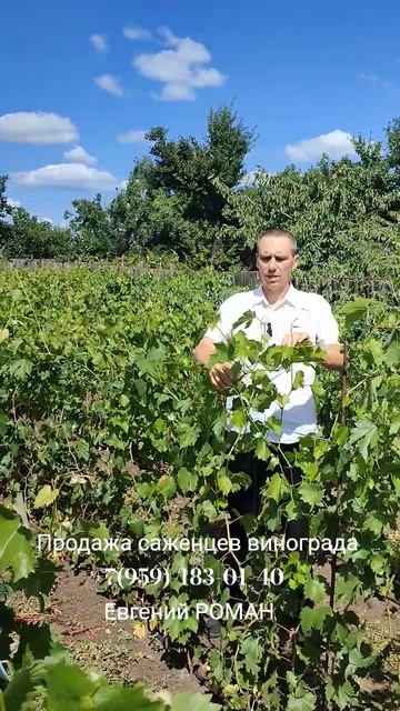 Продажа саженцев винограда +7(959)-183-01-40 Евгений РОМАН.