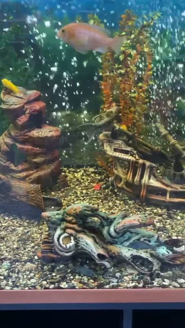 💕🍀Песня и аквариум🐠🧐