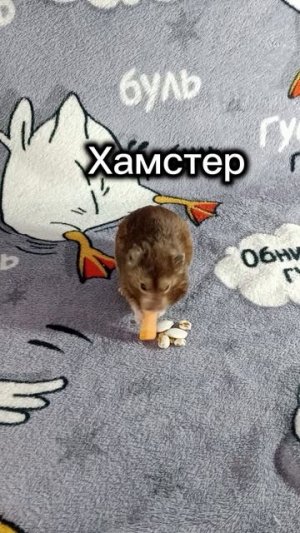Наша банда🐾