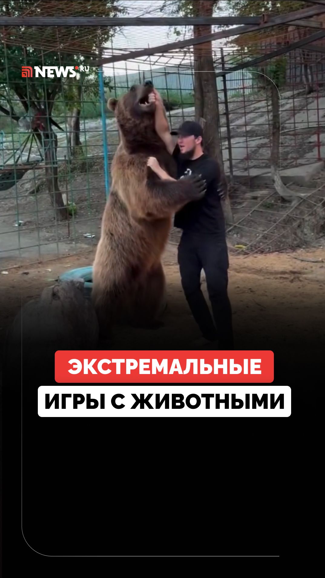 Мишка Балу играет с человеком в спортивные бои — видео умилило Сеть