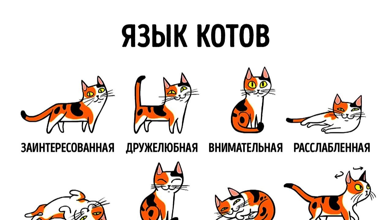 КАК НАЙТИ ОБЩИЙ ЯЗЫК СО СВОИМ КОТОМ