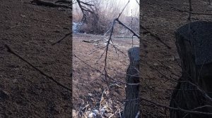 гуляем по деревне