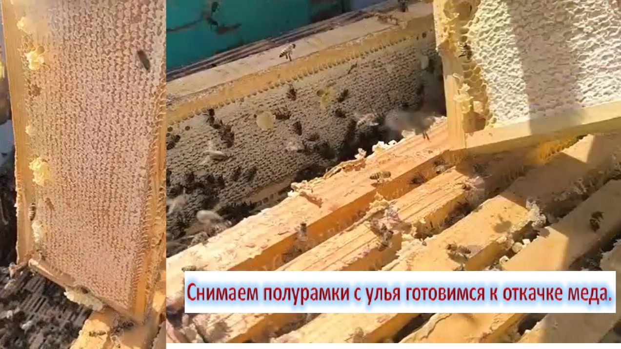 Снимаем полурамки с улья готовимся к откачке меда. Снимаем запечатанные рамки. Пчёлы постарались.