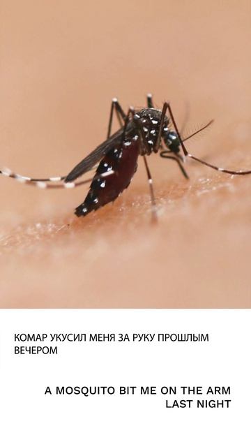 Комар
