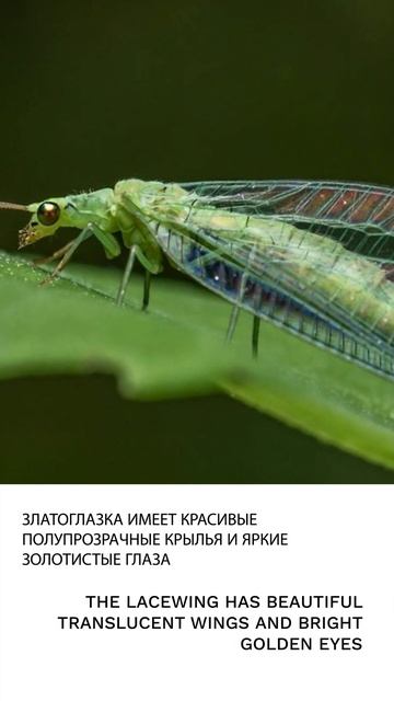 Златоглазка