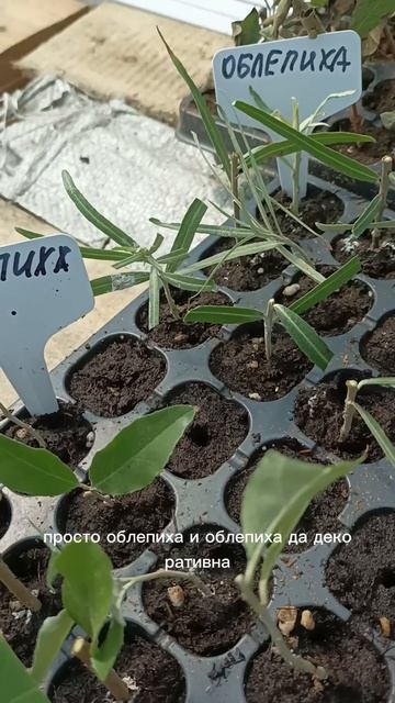Черенкование облепихи