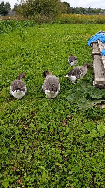 Субботним днём в деревне 🏠 Гуси 🪿 утки 🦆 рыжий кот Фокс 🐱 хозяюшка Лапа