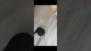 Что манит птицу высота высота песня котенок играет видео моё песня не моя