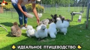 Идеальное птицеводство достойно восхищения 🐓🦆🦢🦚🦃🐔 эпизод (540)