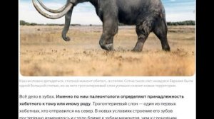 Про трогонтерия.