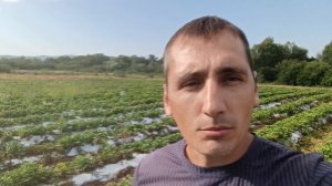 Сроки высадки рассады земляники садовой (клубники), для разных регионов России