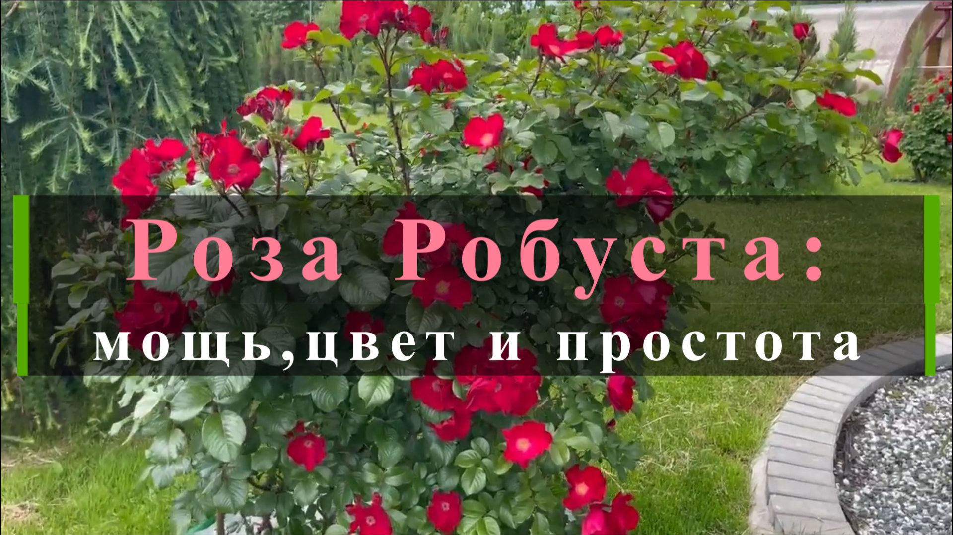 Роза Робуста: мощь,цвет и простота