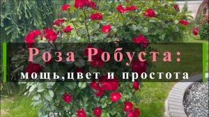 Роза Робуста: мощь,цвет и простота
