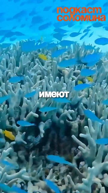 Жизнь не вечна! | Глеб Соломин,Михаил Никитин